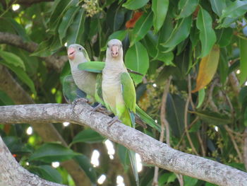 Bird perching on a tree