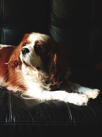 Close-up of dog resting on sofa at home