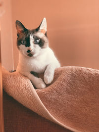 Portrait of cat relaxing on sofa at home