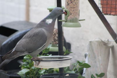 Close-up of pigeon perching on feeder