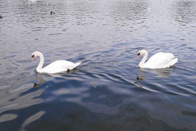 Swans swimming in lake