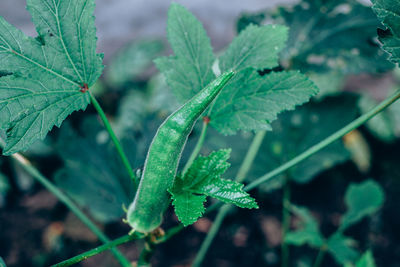 Close-up of green leaves on plant