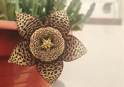 Close-up of succulent plant on table