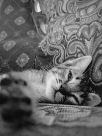 Cat lying on sofa