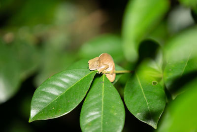 Close-up of butterfly on leaves