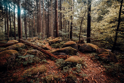 Trees growing in forest