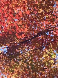 Low angle view of maple tree during autumn