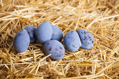 High angle view of eggs on hay