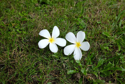 High angle view of white frangipani blooming on field