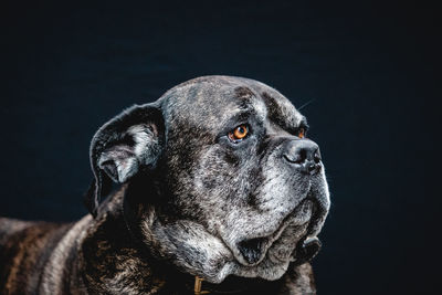 Close-up of dog looking away against black background