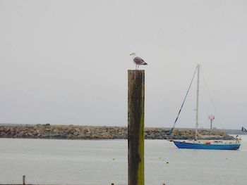 Seagull perching on wooden post in sea