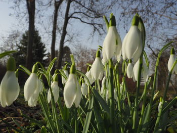 Close-up of white flowering plants