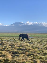 Tusker elephant - mount kilimanjaro