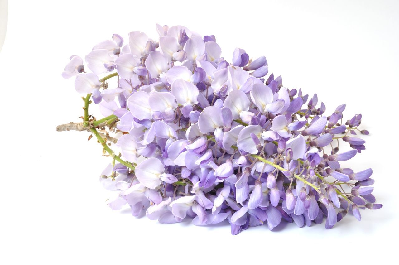 CLOSE-UP OF PURPLE FLOWERING PLANT