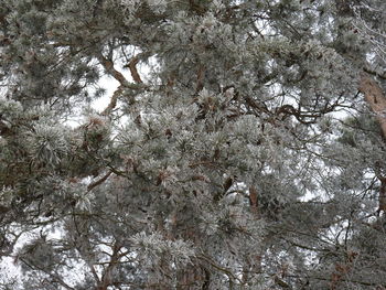 Low angle view of trees against sky