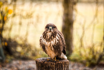 Portrait of eagle perching on wood