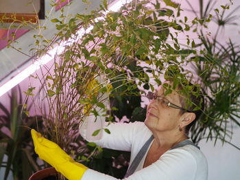 A woman cares for and waters indoor plants growing in a private house 