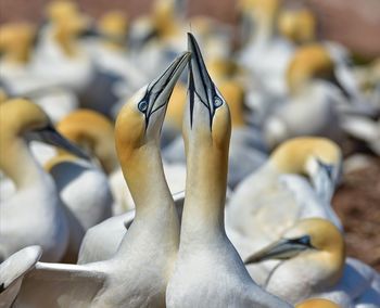 Close-up of birds