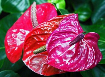 Close-up of red flower