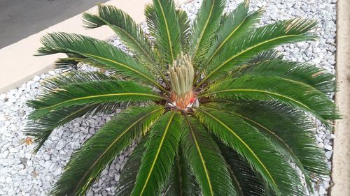 Low angle view of palm trees