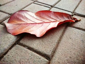 High angle view of leaves on ground