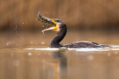 Close-up of bird perching on a lake