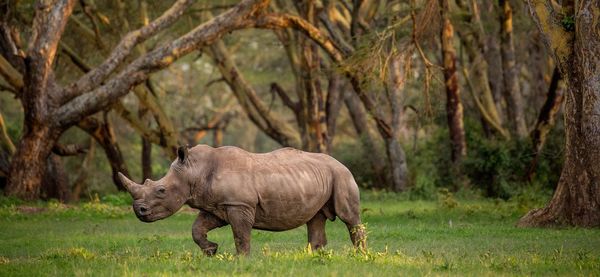 Elephant standing in a forest