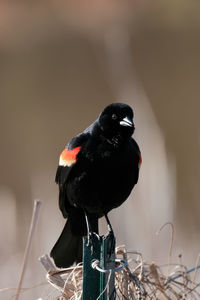 Close-up of bird perching on branch