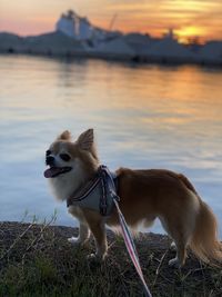 View of a dog looking away