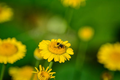 Close-up of bee on yellow flower