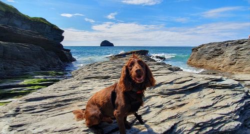Dog on rock formation in sea against sky
