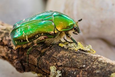 Close-up of insect on rock