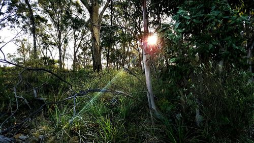 Sun shining through trees