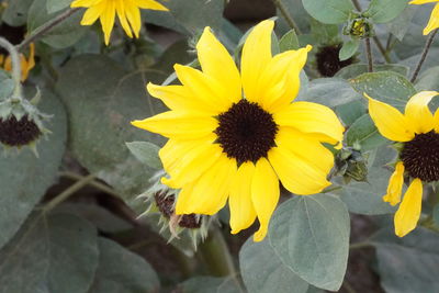 Close-up of yellow flowering plant