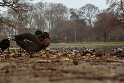 Ducks on ground