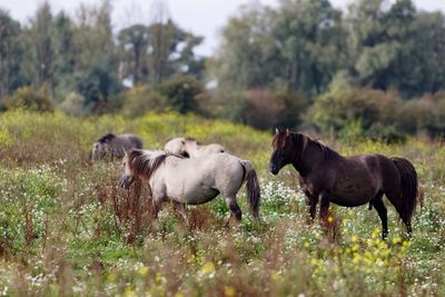 Close-up of horses in field