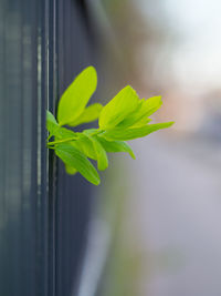 Close-up of green plant