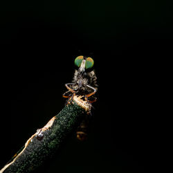 Close-up of insect against black background