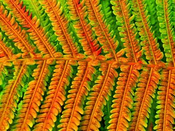 Full frame shot of fern