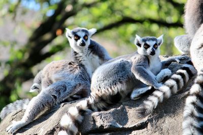 Lemurs on rock