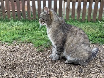 Cat sitting in a field