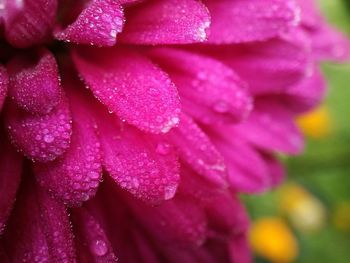 Close-up of wet pink rose flower