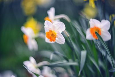 Close-up of daffodils blooming in garden