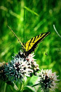 Close-up of butterfly on plant