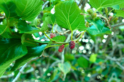 Close-up of red berries growing on tree