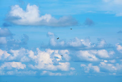 Low angle view of birds flying in sky