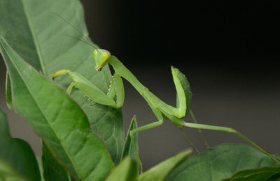 Close-up of insect on plant