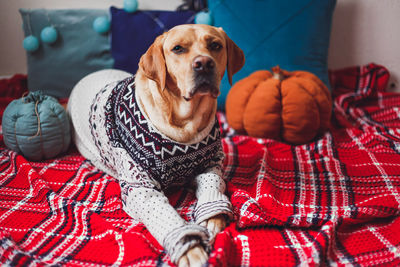 Portrait of dog relaxing on bed at home