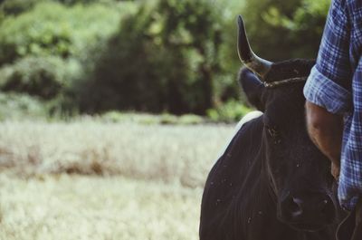 Close-up of horse on field