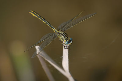 Close-up of dragonfly on twig